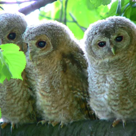 La Hulotte Villers-Carbonnel